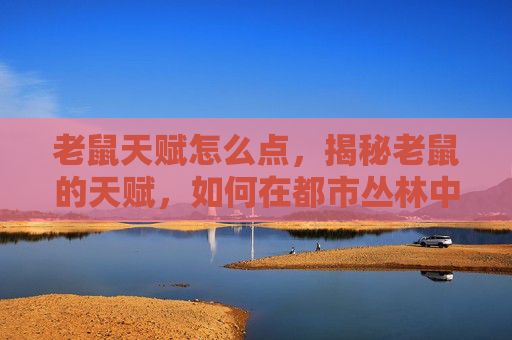 老鼠天赋怎么点，揭秘老鼠的天赋，如何在都市丛林中生存与繁衍