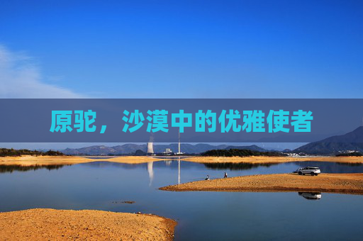 原驼，沙漠中的优雅使者